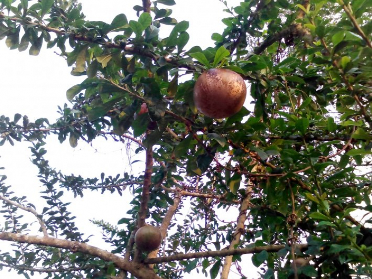 Xuân của các Fiater Xuân của các Fiater
