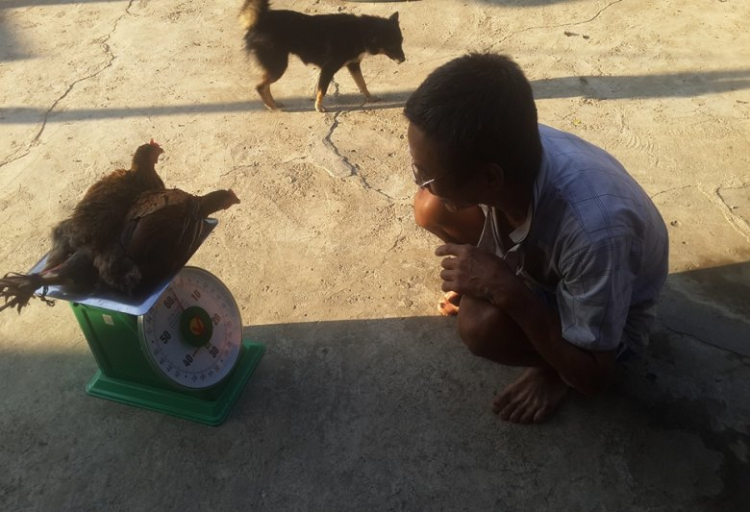 Xuân của các Fiater Xuân của các Fiater