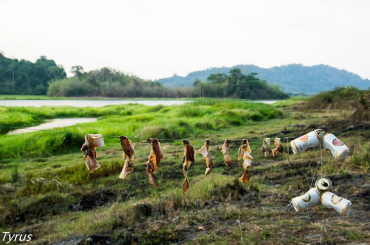 Xuyên rừng Nam cát tiên ,Bàu sấu Tà Lài