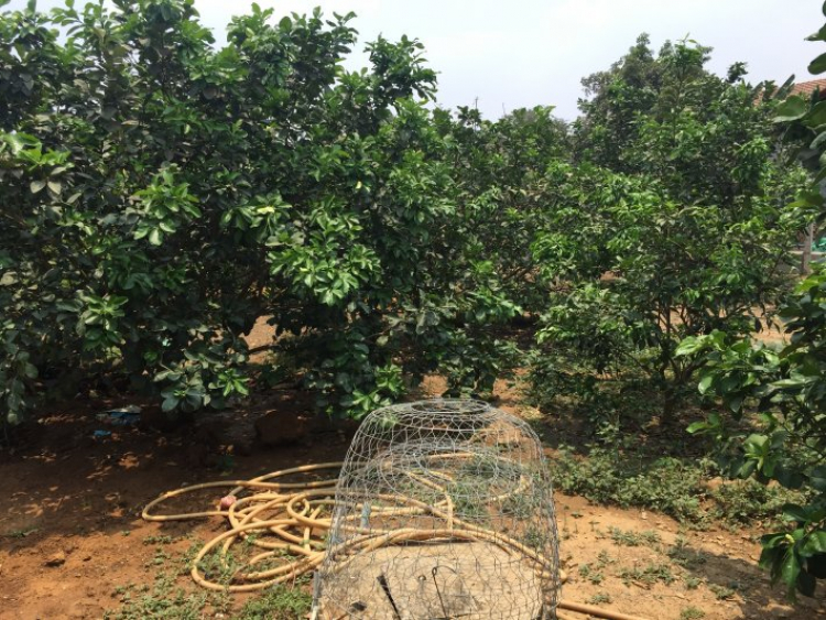 Ý tưởng: Cho thuê đất để trồng rau sạch. Ý tưởng: Cho thuê đất để trồng rau sạch.