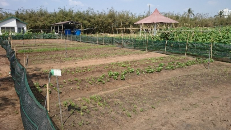 Tiến độ dự án Phố Đông Village Tiến độ dự án Phố Đông Village