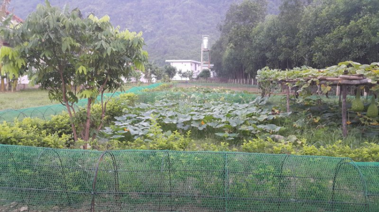 O.S Chinh phục Tú Làn