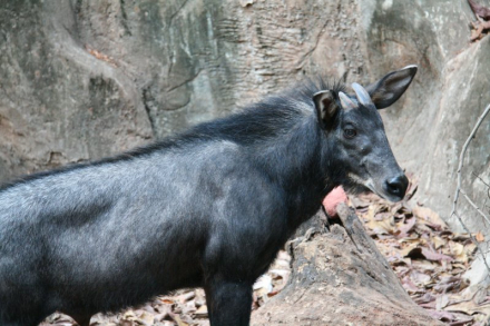 Serow_Capricornis_sumatraensis.JPG