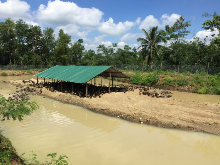 Dự án Lakeview của NVL có triển vọng không? Dự án Lakeview của NVL có triển vọng không?