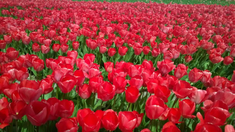 Có một Hà Lan đẹp như thế.............. Có một Hà Lan đẹp như thế..............