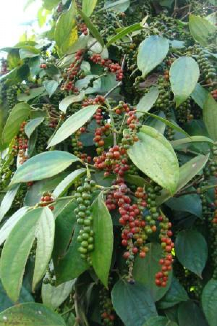 Jolie - Chiếc xe thân thiện Jolie - Chiếc xe thân thiện