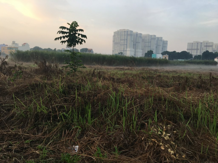 Đường 15B ( Nguyễn Lương Bằng Q7 khi nào xong? Đường 15B ( Nguyễn Lương Bằng Q7 khi nào xong?