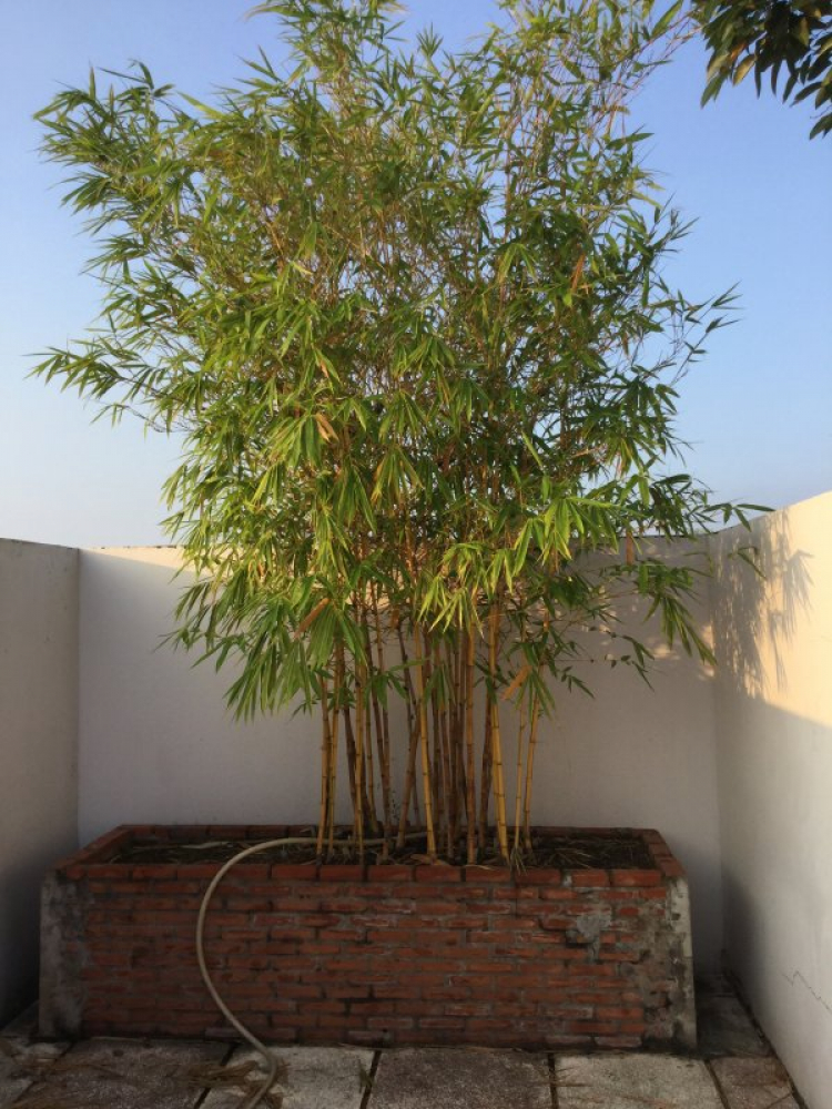 Thiết kế căn hộ chung cư Thiết kế căn hộ chung cư