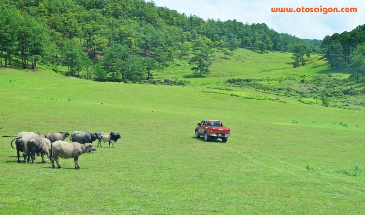 [Video] Khám phá Đà Lạt và Offroad nhẹ bằng Toyota Hilux