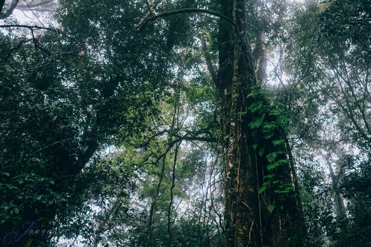 [Trekking] CHINH PHỤC nóc nhà Cao nguyên Di Linh