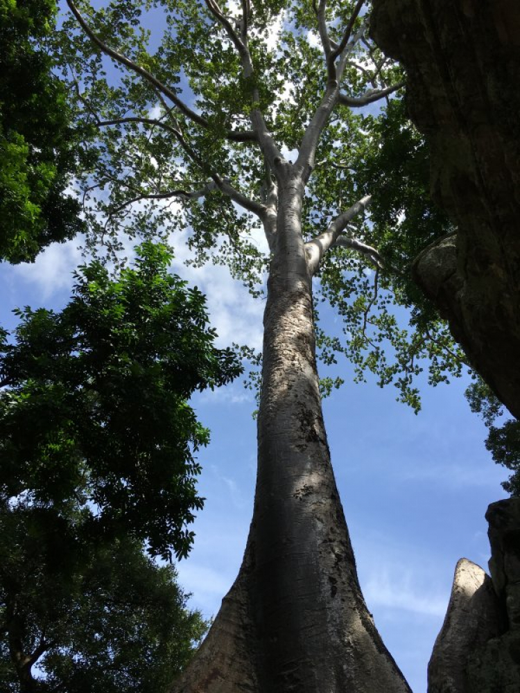 Angkor Wat, Biển Hồ (Tonle sap)- Siem Reap dành cho các bác đi tự túc.