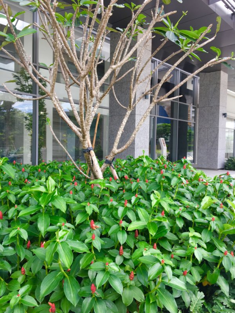 Cư dân HAPPY-GREEN-SCENIC1-2