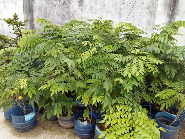 Jolie - Chiếc xe thân thiện Jolie - Chiếc xe thân thiện