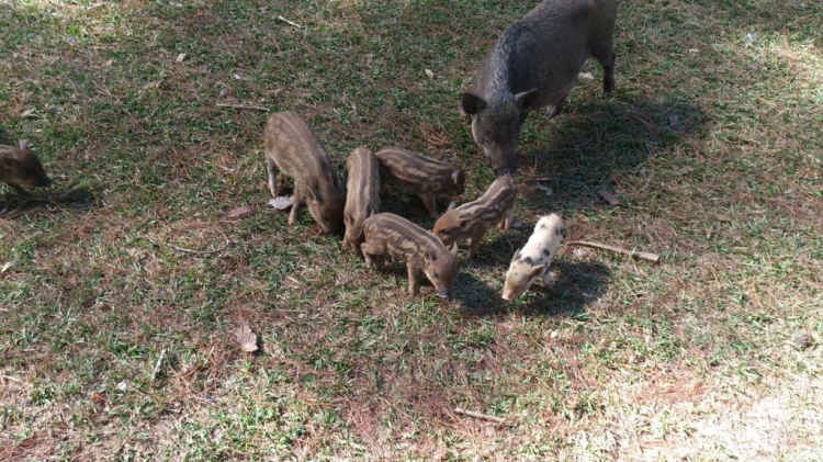 Khách sạn DuParc Dalat có ổn không các bác? Khách sạn DuParc Dalat có ổn không các bác?
