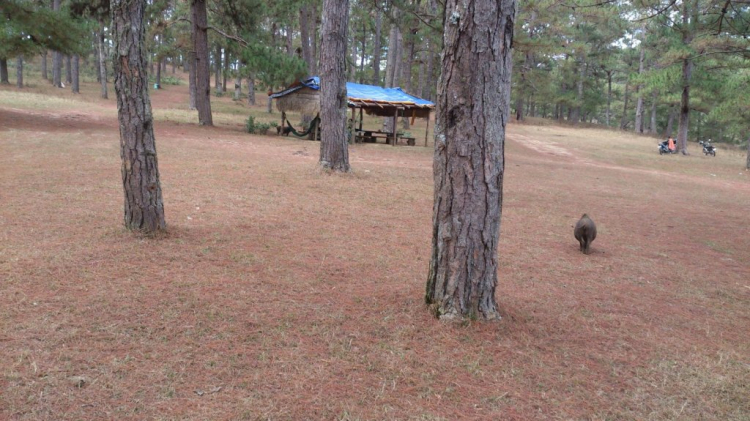 Khách sạn DuParc Dalat có ổn không các bác? Khách sạn DuParc Dalat có ổn không các bác?