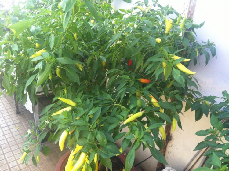 Em cần thuê hoặc hợp tác khoảng 10 ha đất để trồng ớt!