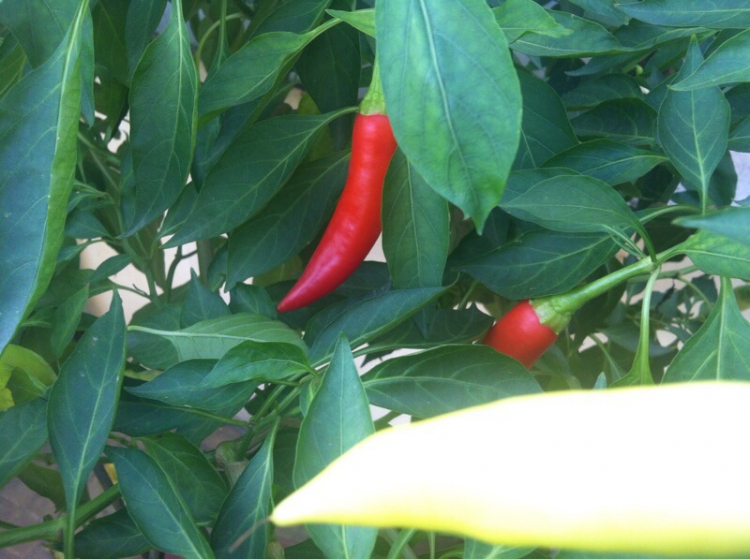 Em cần thuê hoặc hợp tác khoảng 10 ha đất để trồng ớt!