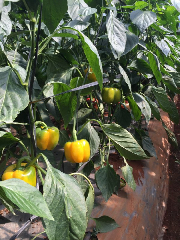 Em cần thuê hoặc hợp tác khoảng 10 ha đất để trồng ớt! Em cần thuê hoặc hợp tác khoảng 10 ha đất để trồng ớt!