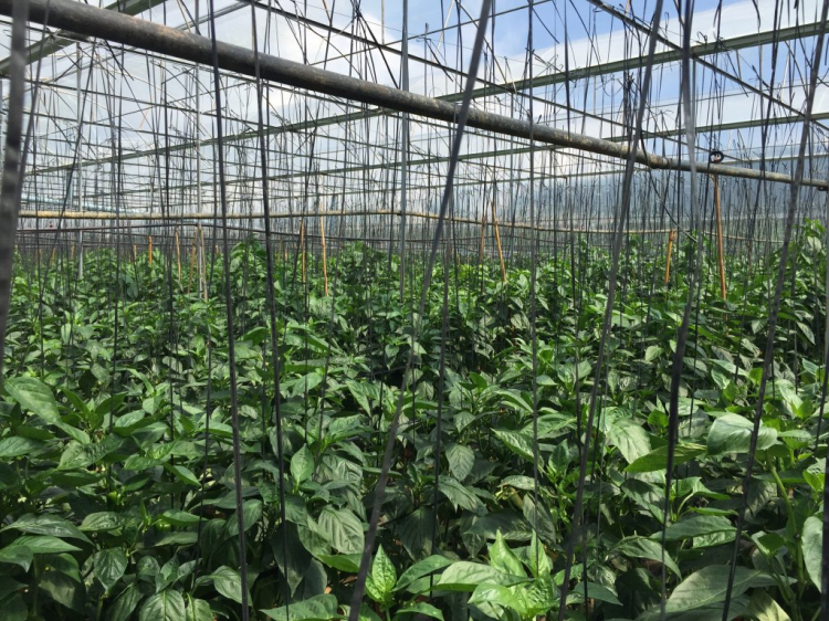 Em cần thuê hoặc hợp tác khoảng 10 ha đất để trồng ớt! Em cần thuê hoặc hợp tác khoảng 10 ha đất để trồng ớt!