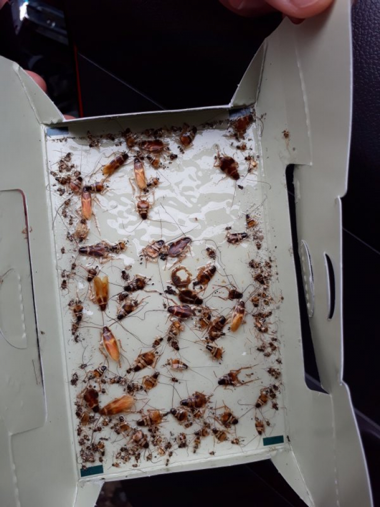 Bẫy gián oto Bẫy gián oto