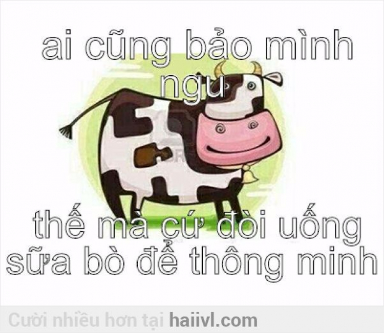 Gặp mấy con bò trên QL51