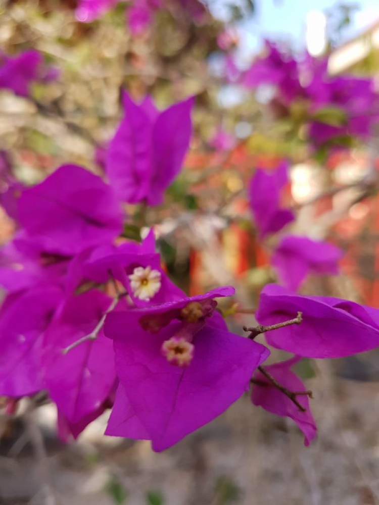 Vườn hoa của ... các bác! Em mời các bác vào đây ... trồng hoa ạ! Vườn hoa của ... các bác! Em mời các bác vào đây ... trồng hoa ạ!