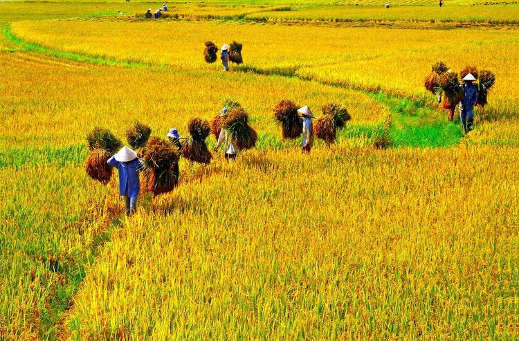 Chúc mừng năm mới