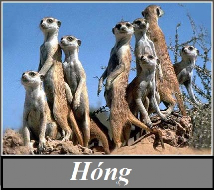 Cảnh sát giao thông được phép dừng xe khi nào?