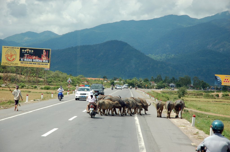 Chó mèo băng qua đường, Né hay chơi luôn ?