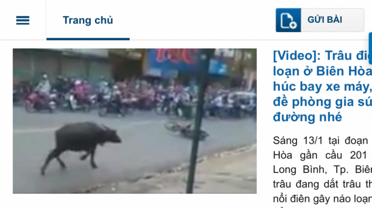 Chó mèo băng qua đường, Né hay chơi luôn ? Chó mèo băng qua đường, Né hay chơi luôn ?