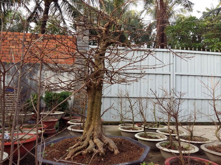 Jolie - Chiếc xe thân thiện Jolie - Chiếc xe thân thiện