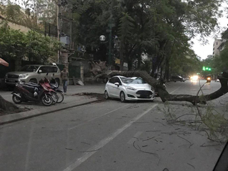 Các Bác cẩn thận khi đậu xe dưới cây cổ thụ
