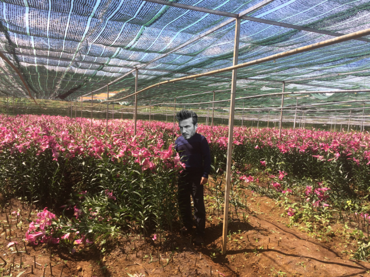 Hợp tác mở trang trại trồng hoa ở dalat