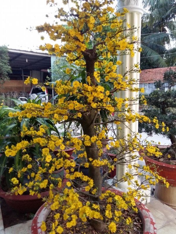 Jolie - Chiếc xe thân thiện Jolie - Chiếc xe thân thiện