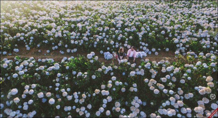 Đà lạt-Giổ Tổ-Cánh đồng hoa cẩm tú cầu
