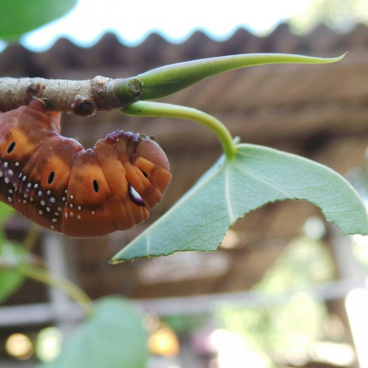 GÓc ảnh XNL: Hoa cỏ, macro