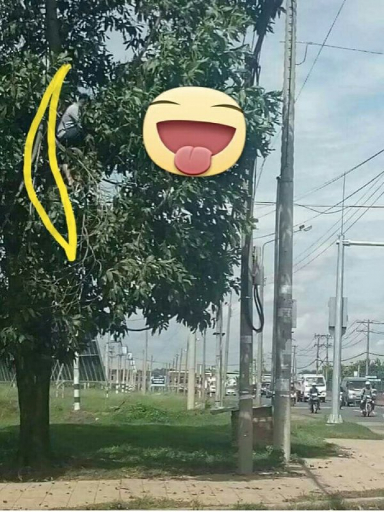 Ở trên cây làm gì ?