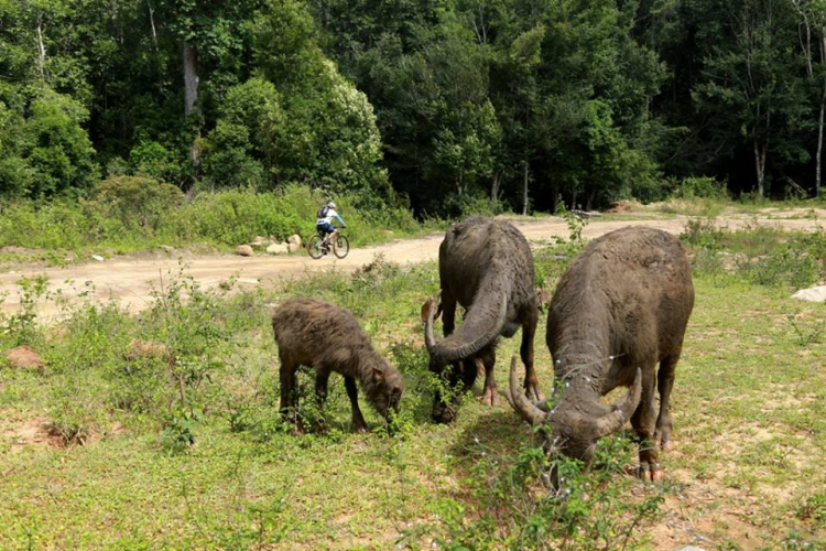 [OFFROAD 2 BÁNH] Cung đường Tám Bố QL28 - Di Linh