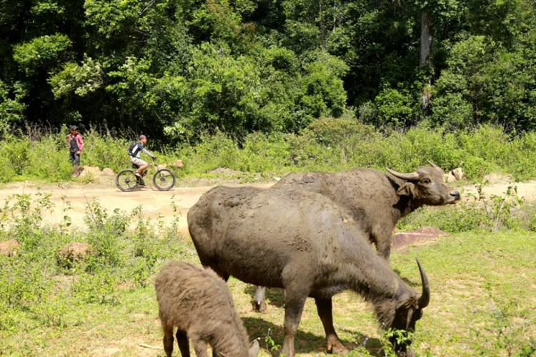 [OFFROAD 2 BÁNH] Cung đường Tám Bố QL28 - Di Linh