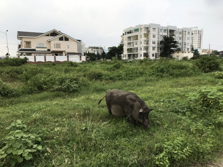 Cập Nhật Tình Hình KDC Bắc Rạch Chiếc