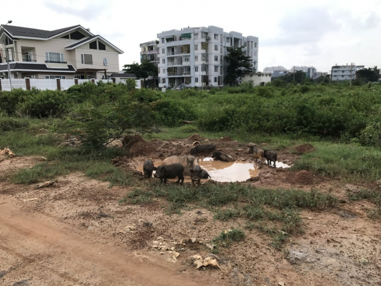 Cập Nhật Tình Hình KDC Bắc Rạch Chiếc Cập Nhật Tình Hình KDC Bắc Rạch Chiếc