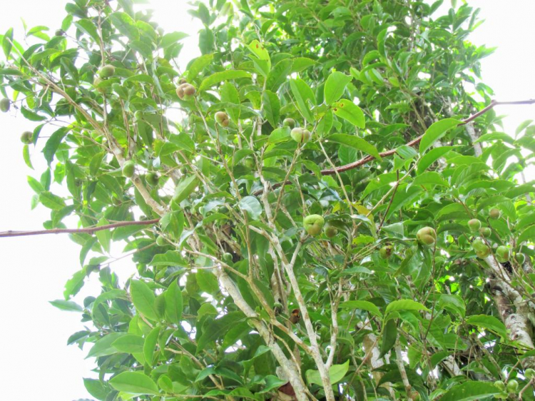 Chuyến du lịch SG-Phú Yên bằng Suzuki Swift. Chuyến du lịch SG-Phú Yên bằng Suzuki Swift.
