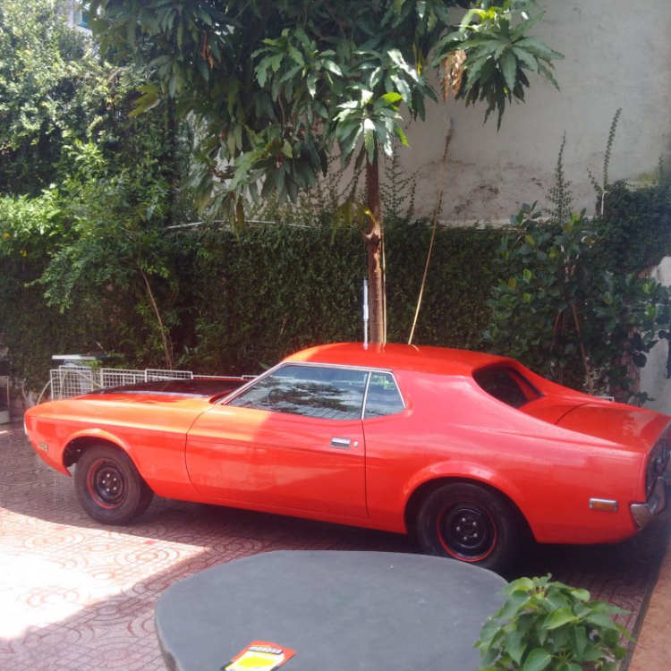Kiếm 1 em mustang cổ Kiếm 1 em mustang cổ