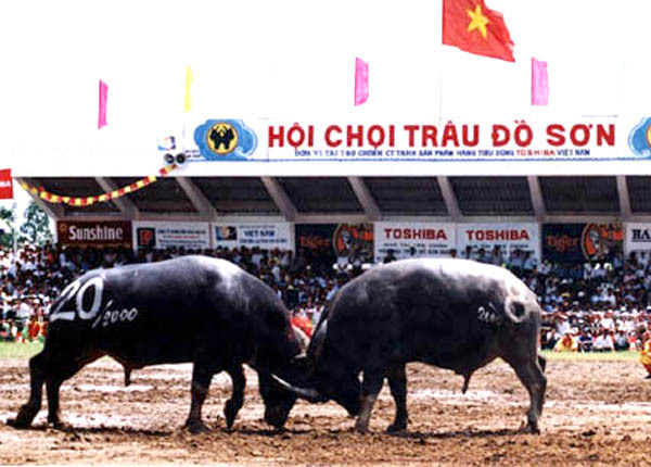60A-289.96 có loại CA này nữa hả ? như trâu ở Đồ Sơn vậy