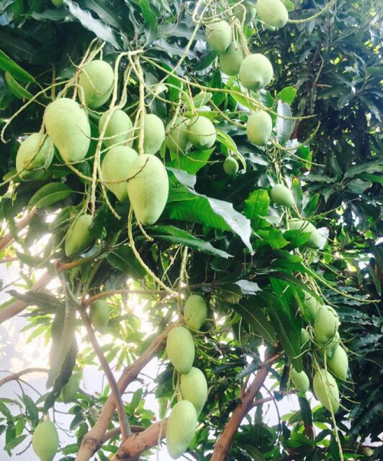 Vạch nét đứt ở khu vực cấm vượt Vạch nét đứt ở khu vực cấm vượt