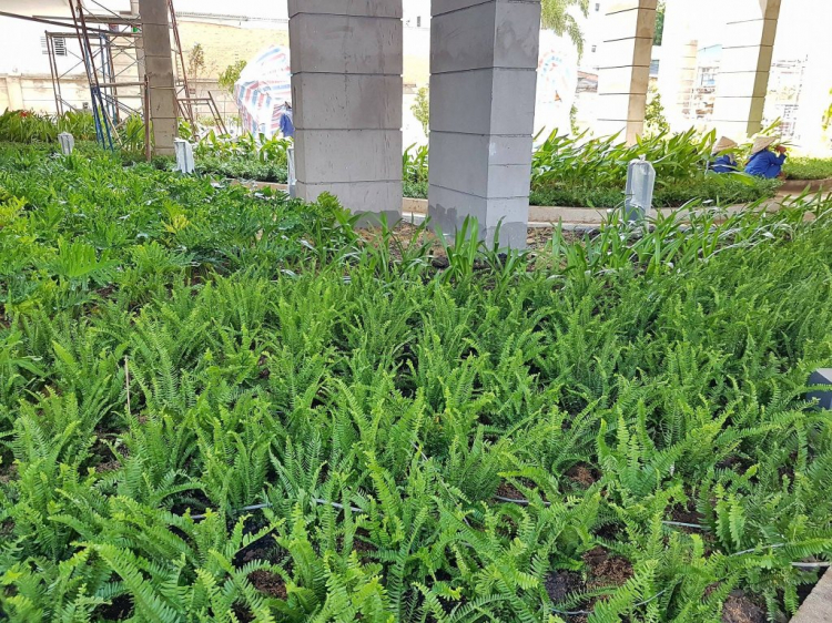 Mua CH dự án Valeo Đầm sen để ở có nên kg mấy Anh ? Mua CH dự án Valeo Đầm sen để ở có nên kg mấy Anh ?