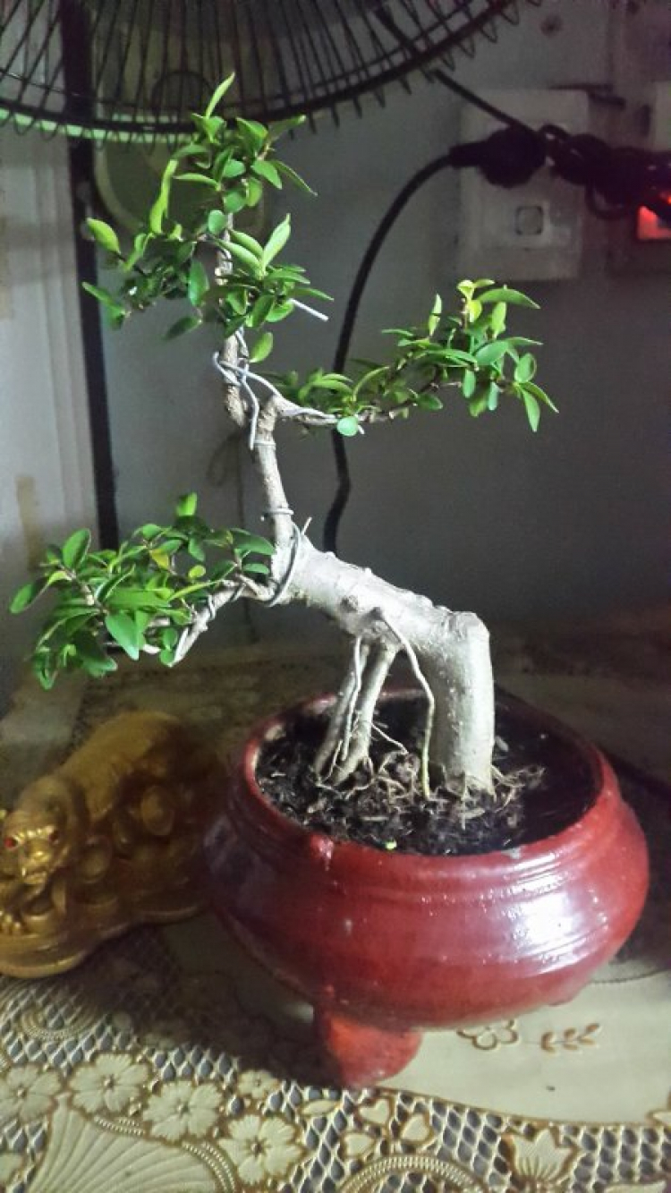 Bonsai ( Yêu thích & chia sẻ kn chăm sóc)