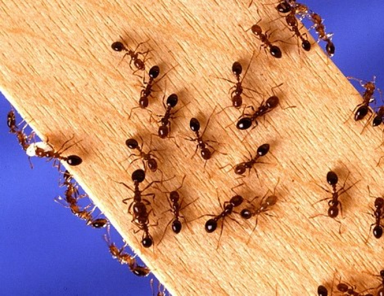 Diệt kiến trong ô tô Diệt kiến trong ô tô