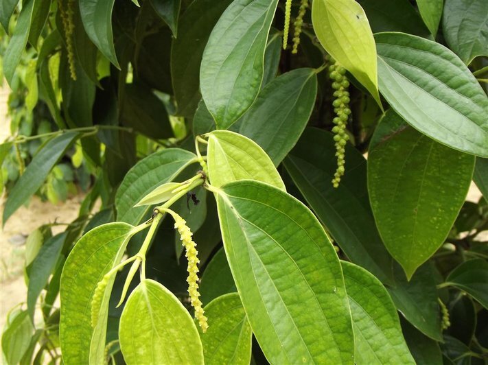 Phú quốc – Hà tiên, Chuyến hành trình thú vị Phú quốc – Hà tiên, Chuyến hành trình thú vị