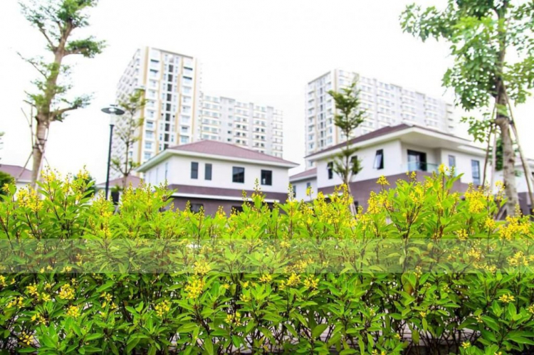 Flora Fuji Quận 9 Flora Fuji Quận 9
